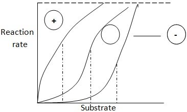 behaviour of allosteric enzyme